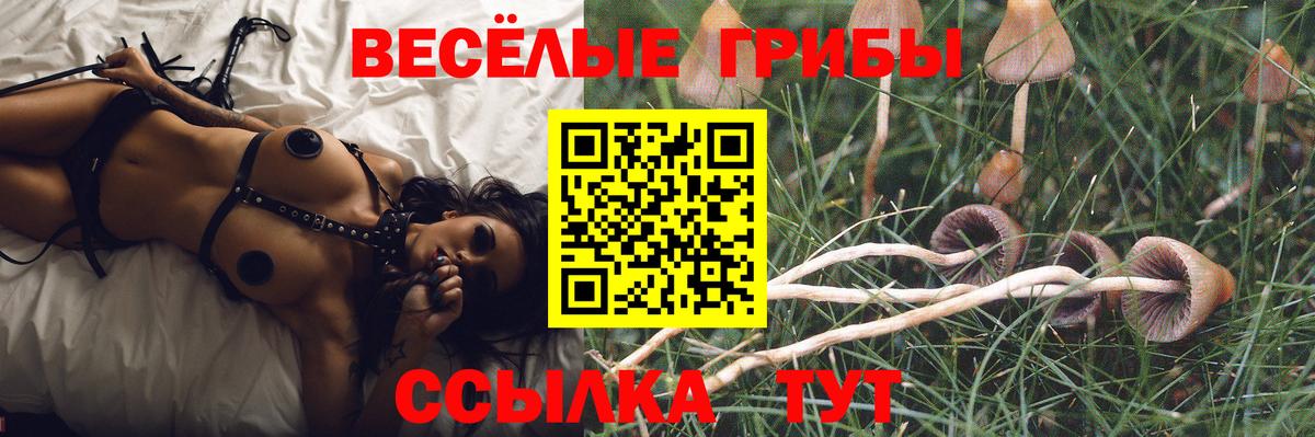 Псилоцибиновые грибы Psilocybe Артём
